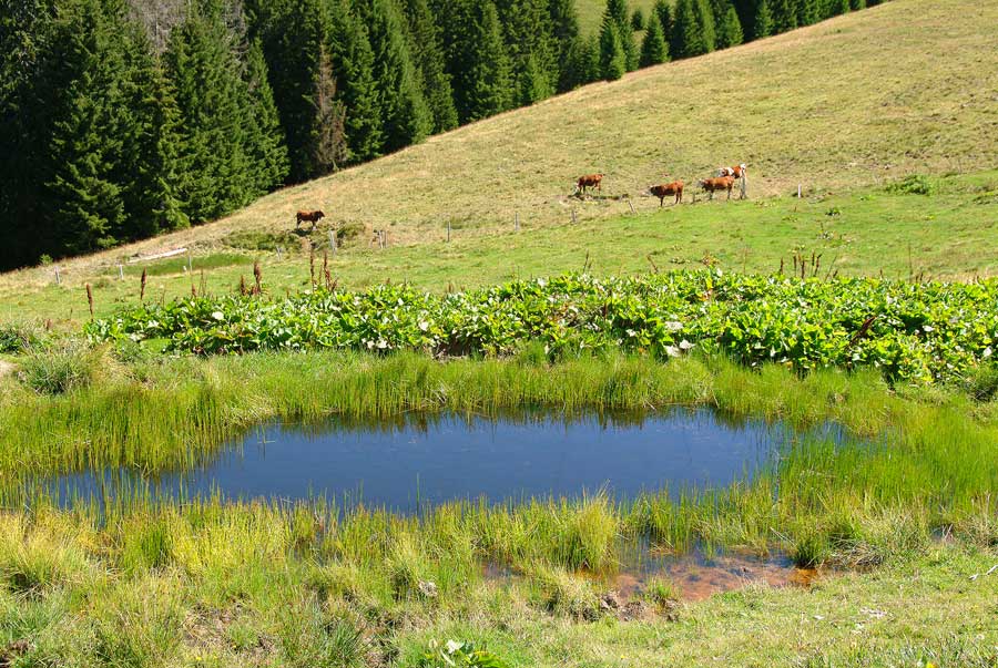 00alpes-lac-8-0804