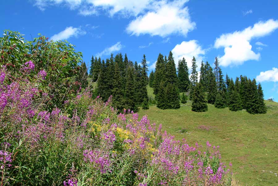 00alpes-paysage-23-0804