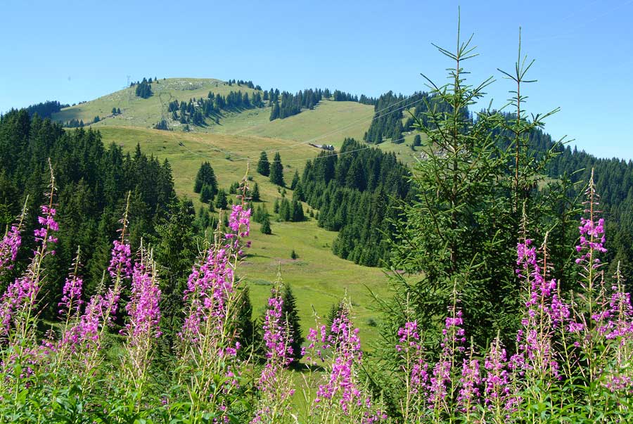 00alpes-paysage-25-0804