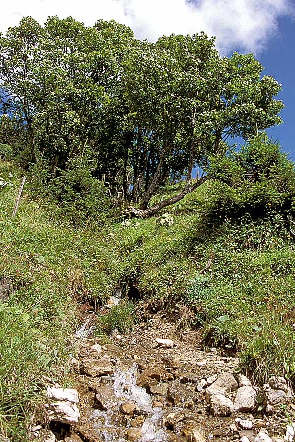 00alpes-riviere-4-e