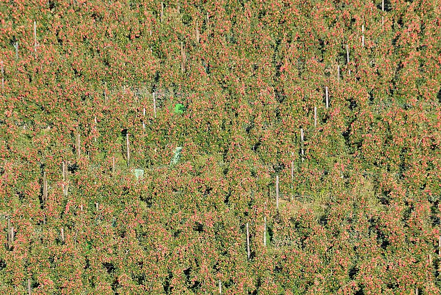 00arboriculture-5-1009