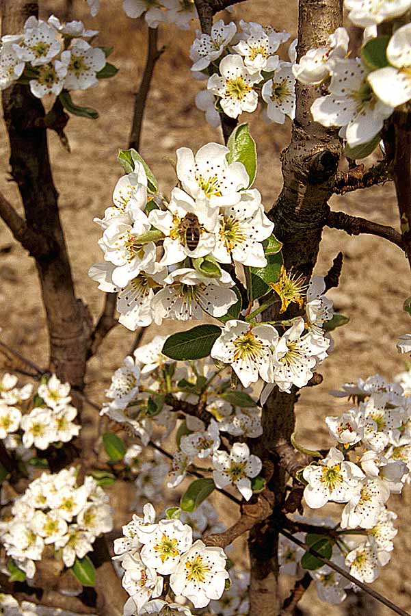 00arbres-fruit-11-e
