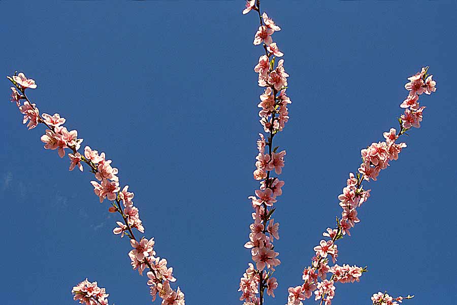 00arbres-fruit-14-e