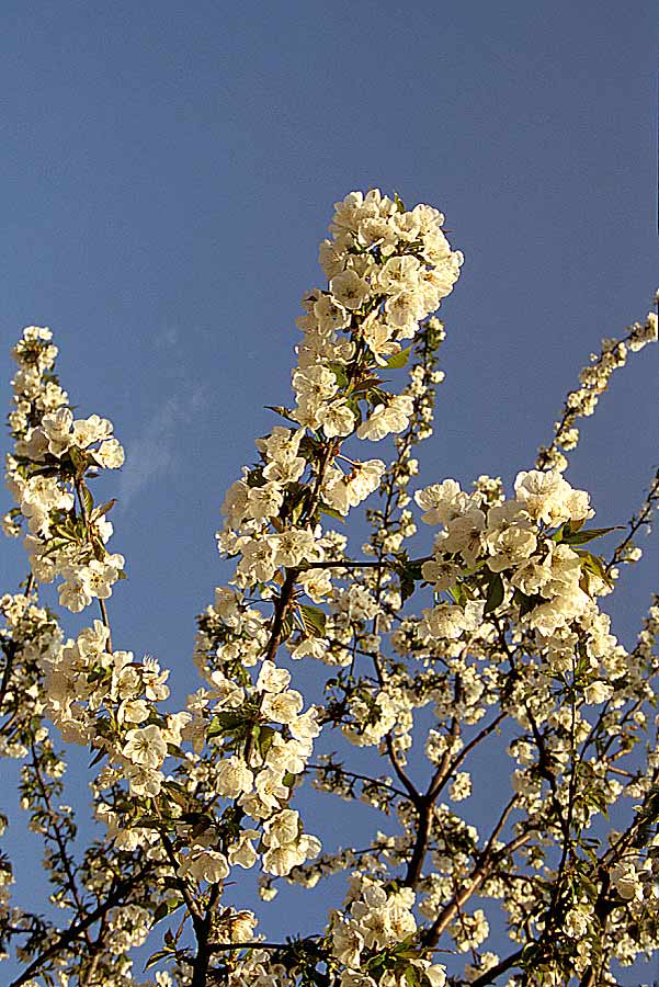 00arbres-fruit-15-e