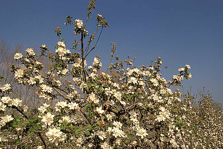 00arbres-fruit-16-e
