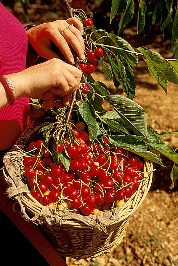 00arbres-fruit-21-e