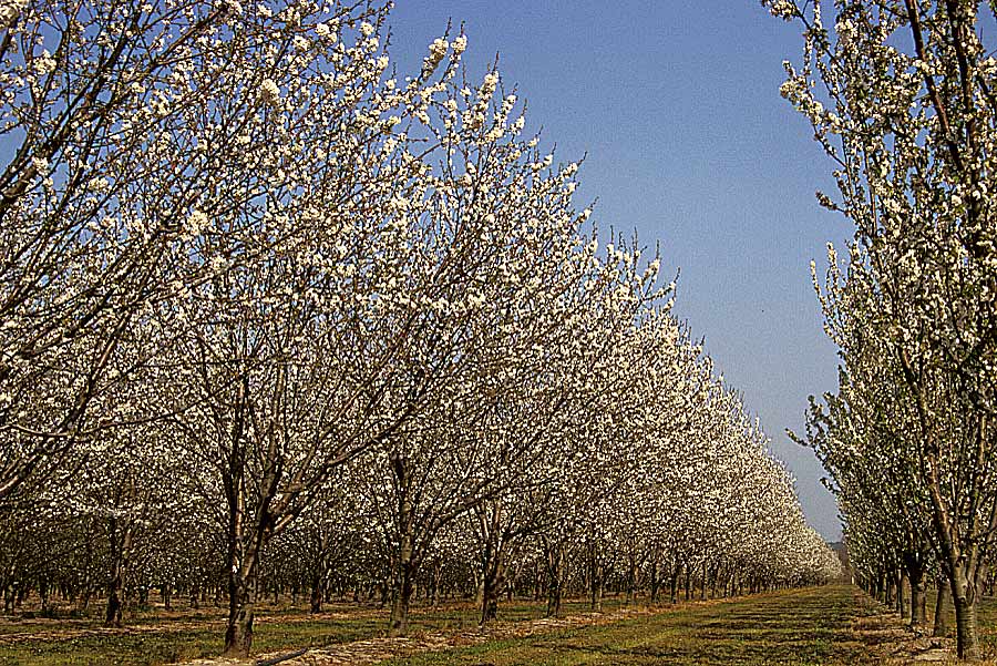 00arbres-fruit-3-e