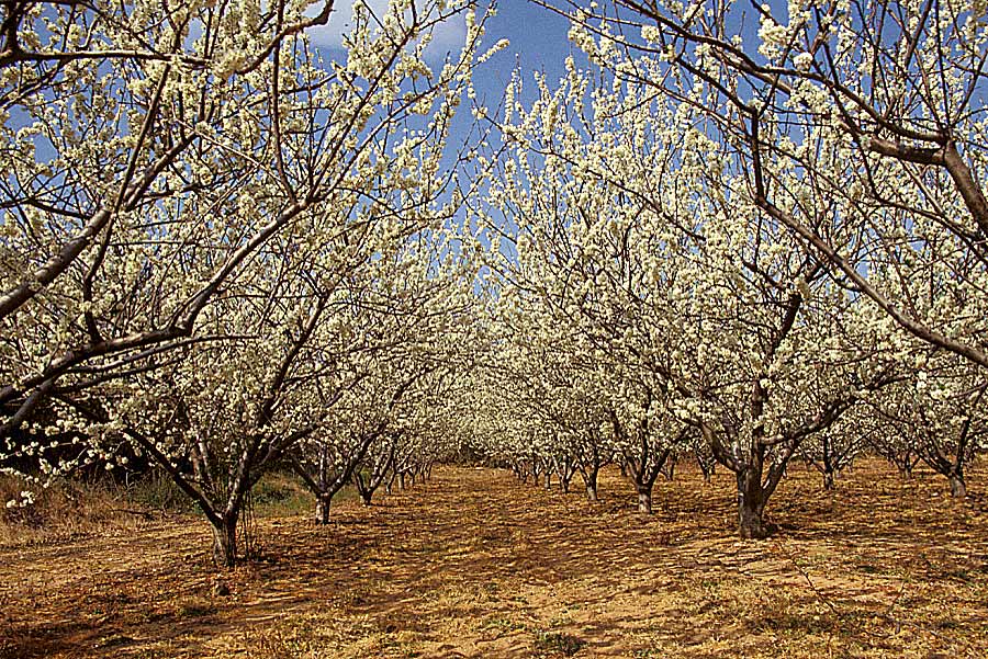 00arbres-fruit-5-e
