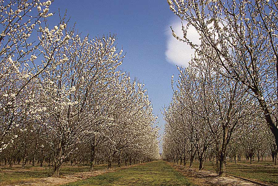 00arbres-fruit-6-e