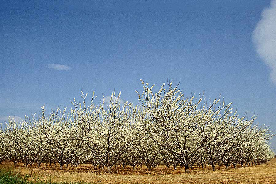 00arbres-fruit-7-e