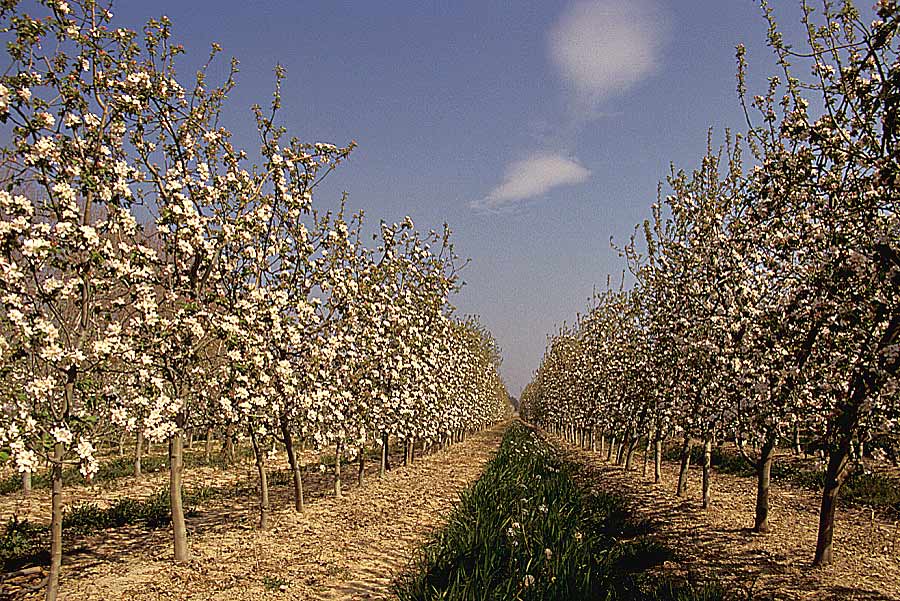 00arbres-fruit-8-e