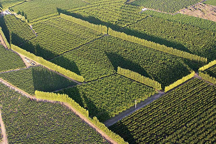 00arbres-fruitiers-1-0707