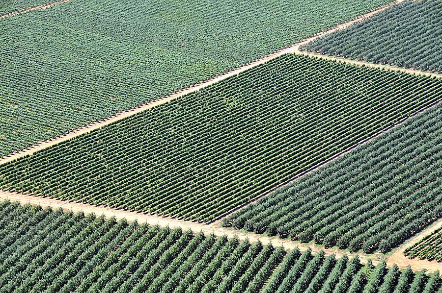 00arbres-fruitiers-1-0708
