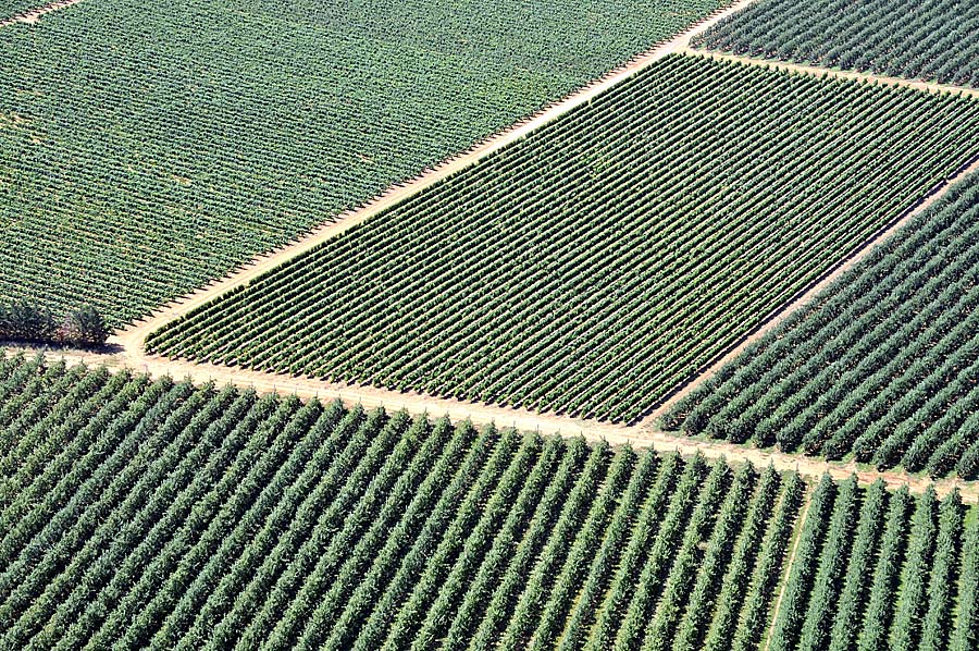 00arbres-fruitiers-2-0708