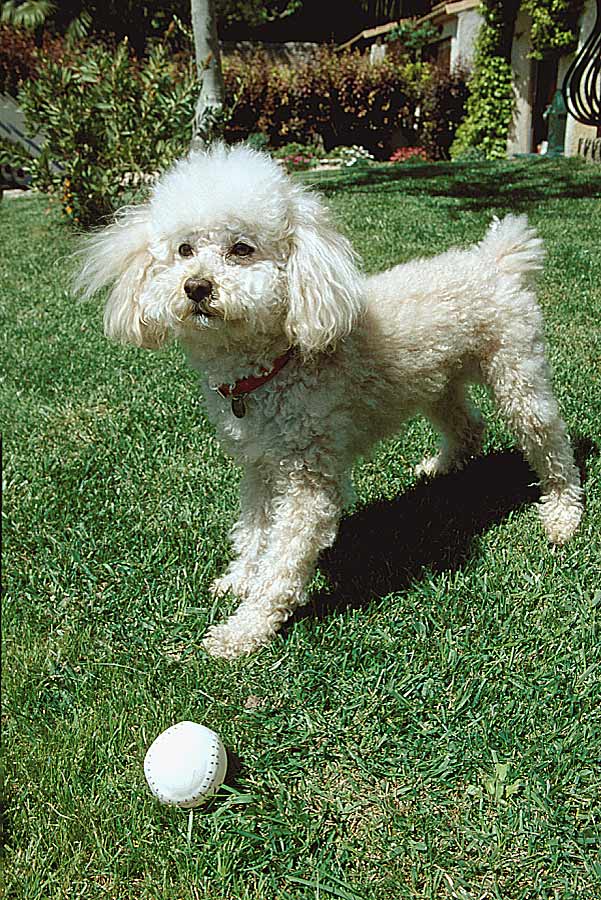 00caniche-1-e