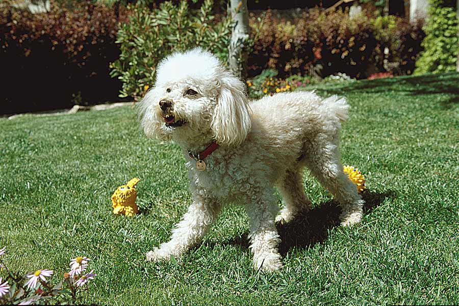 00caniche-11-e