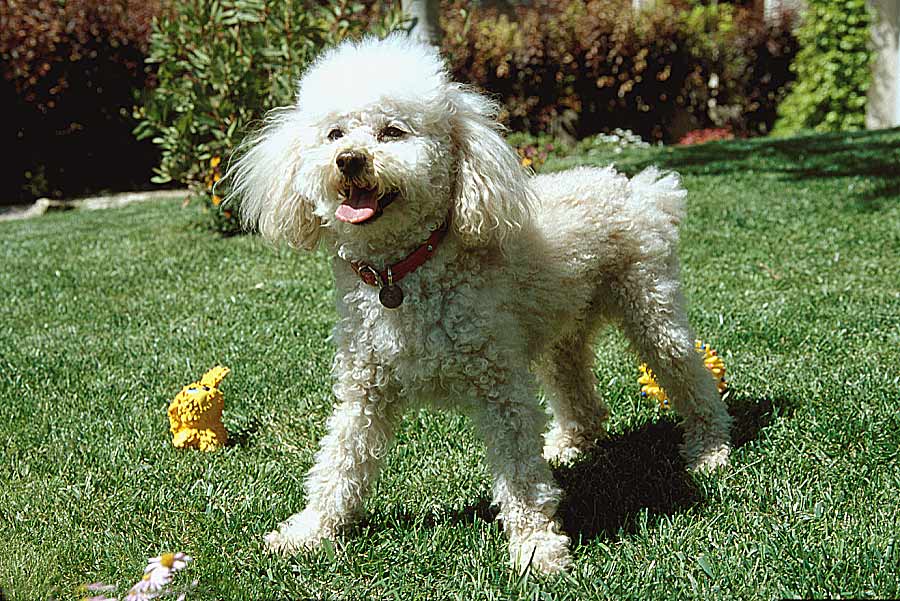 00caniche-12-e