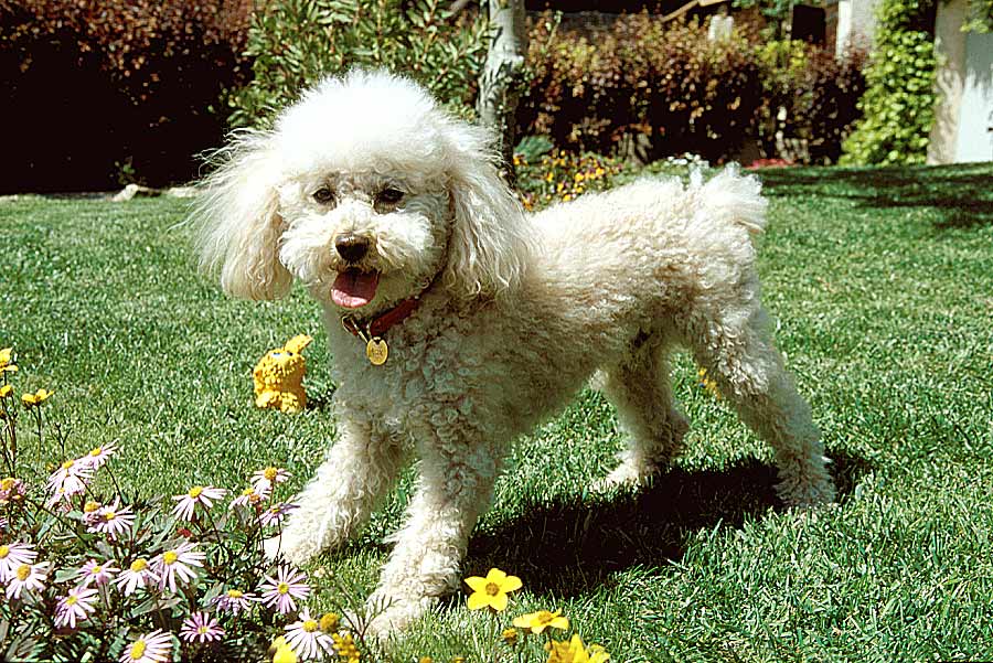 00caniche-14-e