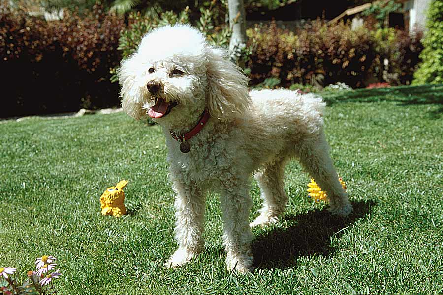 00caniche-15-e