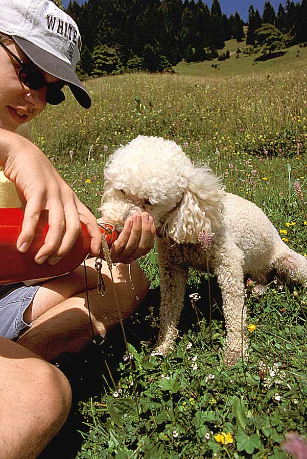 00caniche-16-e