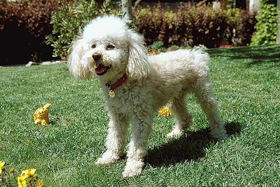 00caniche-18-e