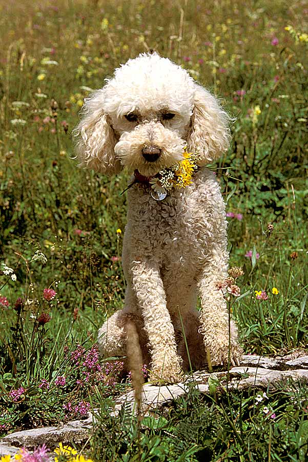 00caniche-2-e