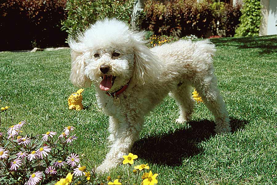 00caniche-3-e