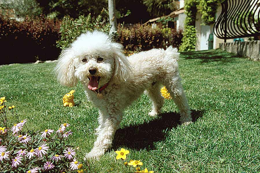 00caniche-4-e