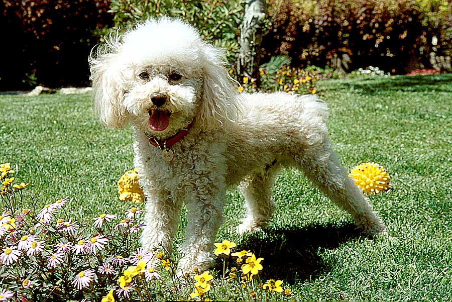 00caniche-5-e