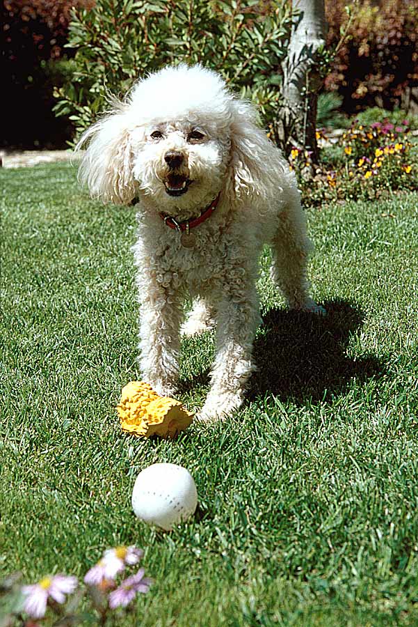 00caniche-6-e