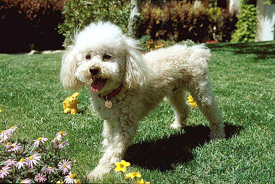 00caniche-7-e