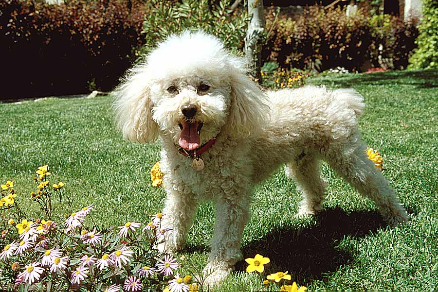00caniche-8-e
