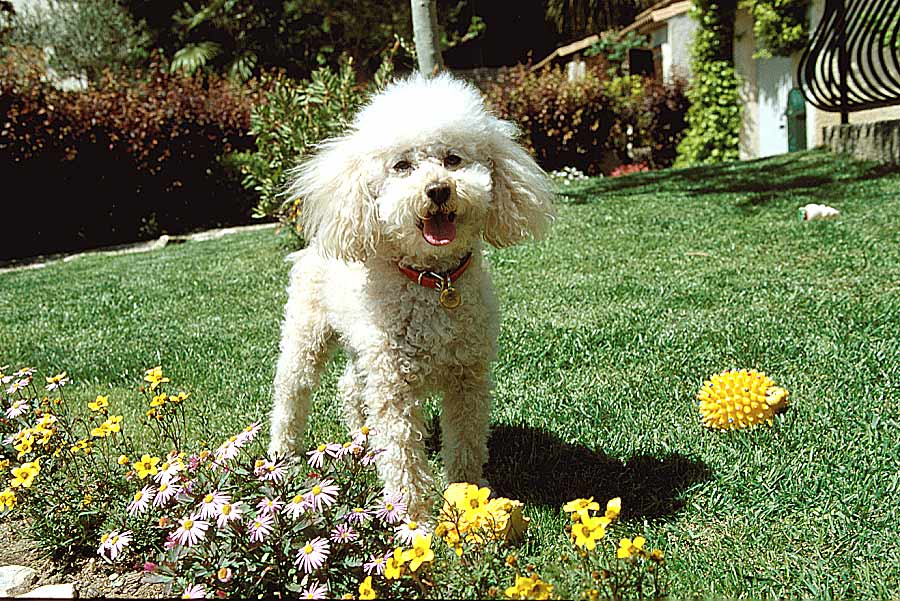 00caniche-9-e