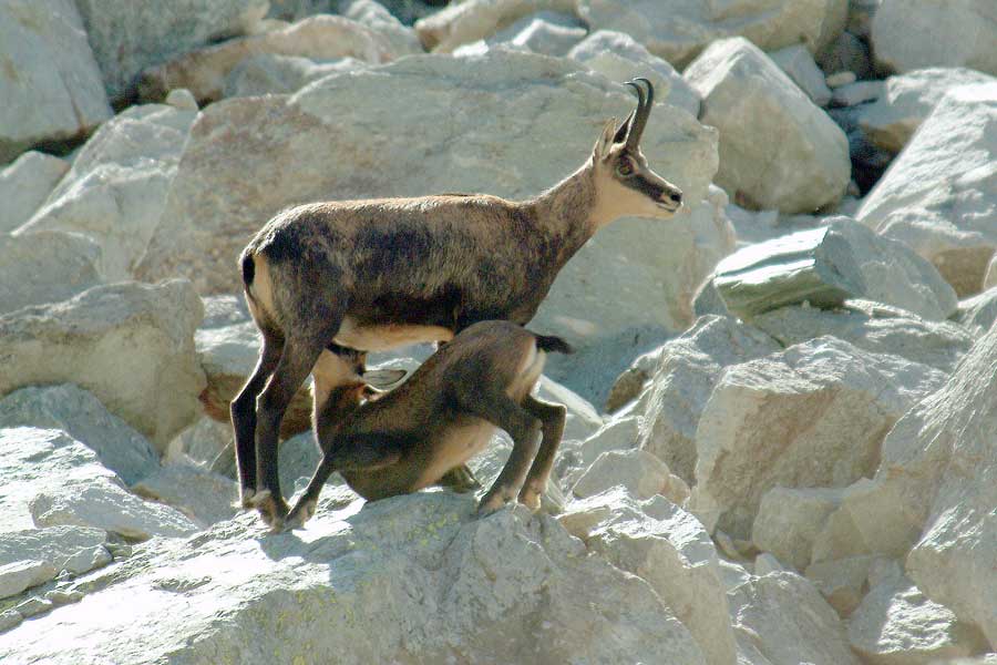 00chamois-1-0803
