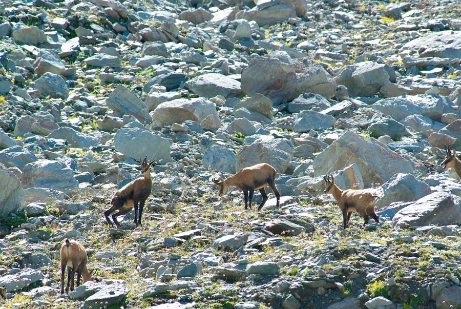 00chamois-10-0805