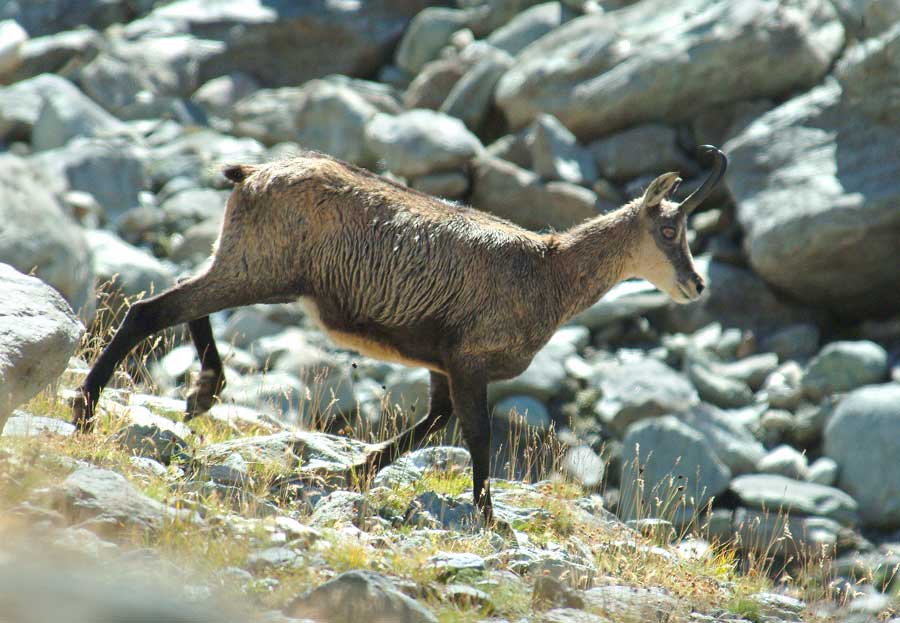 00chamois-11-0803