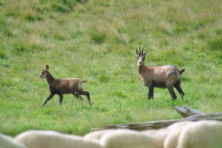 00chamois-11-0804