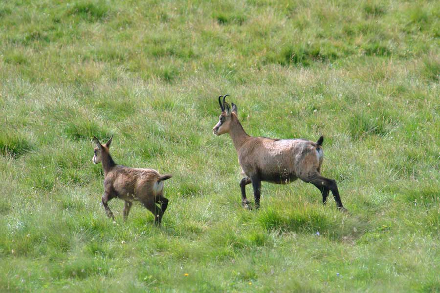 00chamois-12-0804