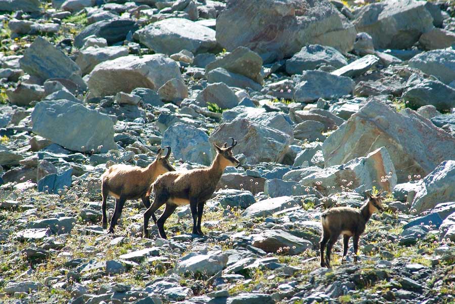 00chamois-13-0805