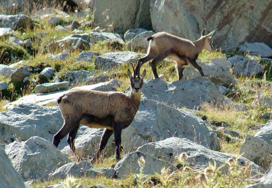 00chamois-2-0803