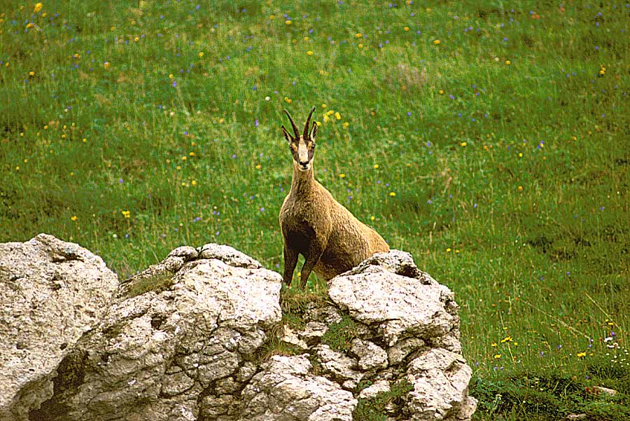 00chamois-2-e
