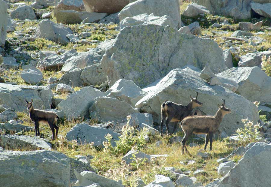 00chamois-3-0803