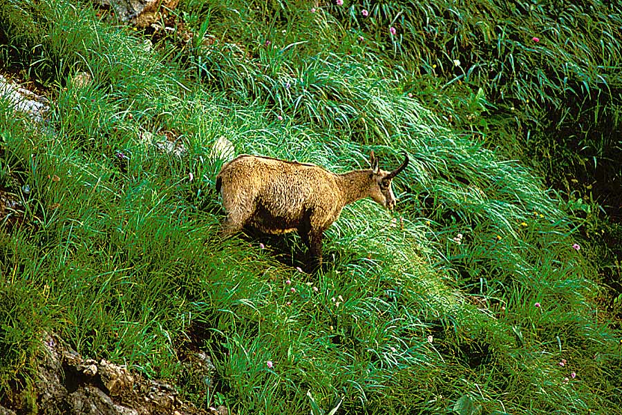 00chamois-3-e