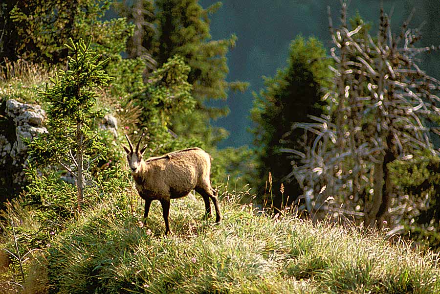 00chamois-4-e