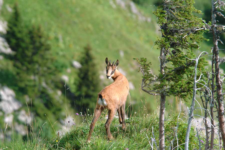 00chamois-5-0804