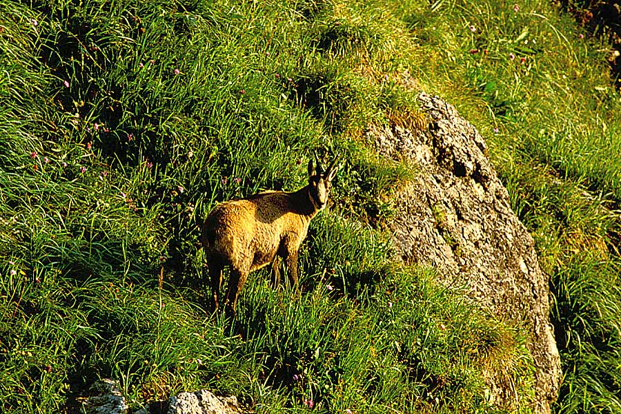 00chamois-5-e