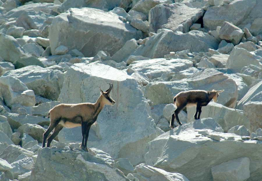 00chamois-6-0803