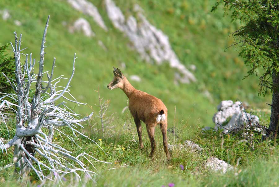 00chamois-6-0804