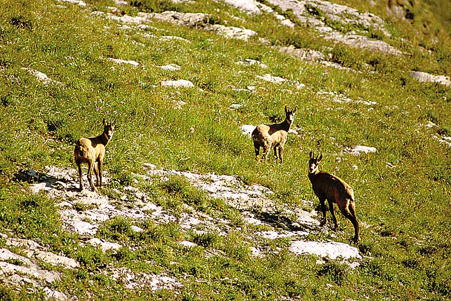 00chamois-6-e