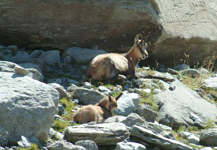 00chamois-7-0803